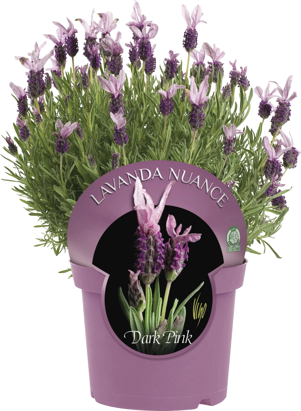 Lavendel Stoechas Busch P18 cm