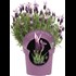 Lavendel Stoechas Busch P18 cm