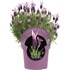 Lavendel Stoechas Busch P18 cm