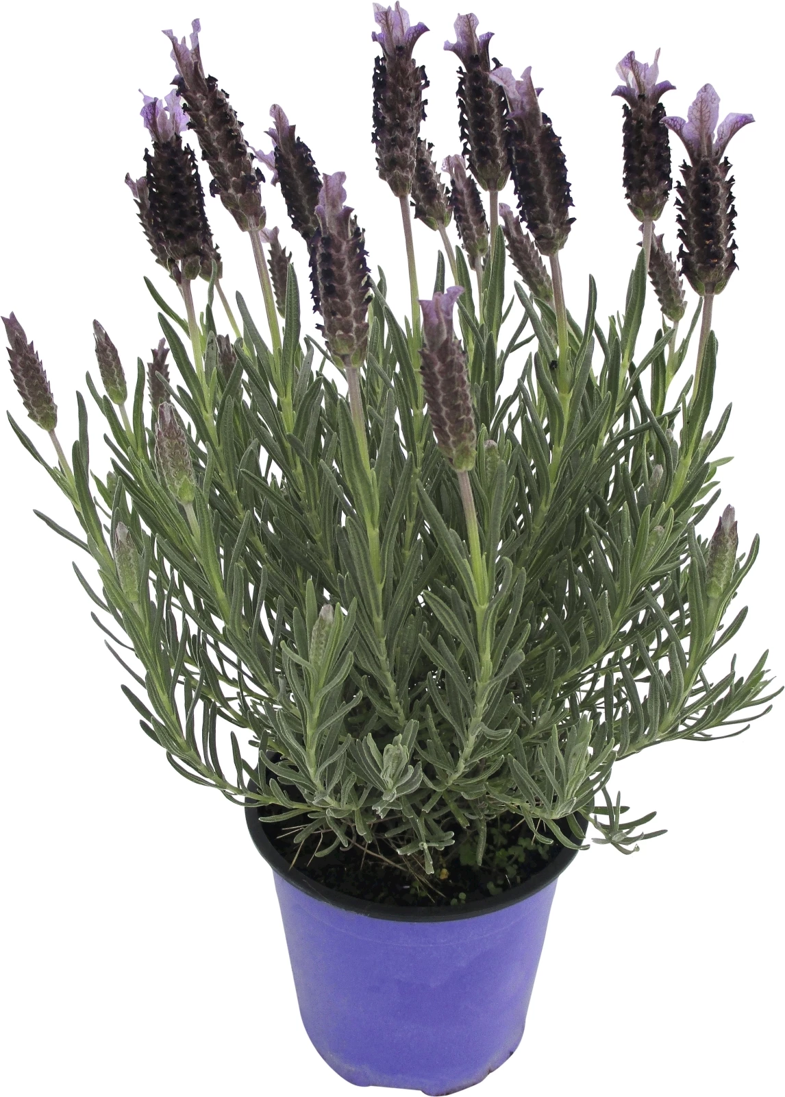 Lavendel Stoechas Busch P14 cm
