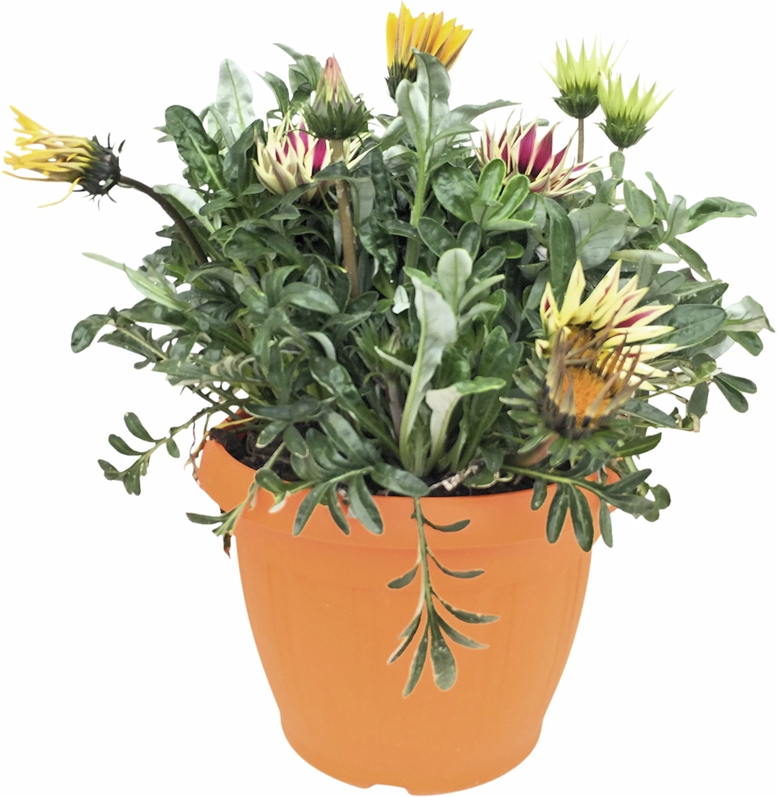 Gazania Trixie P25 cm