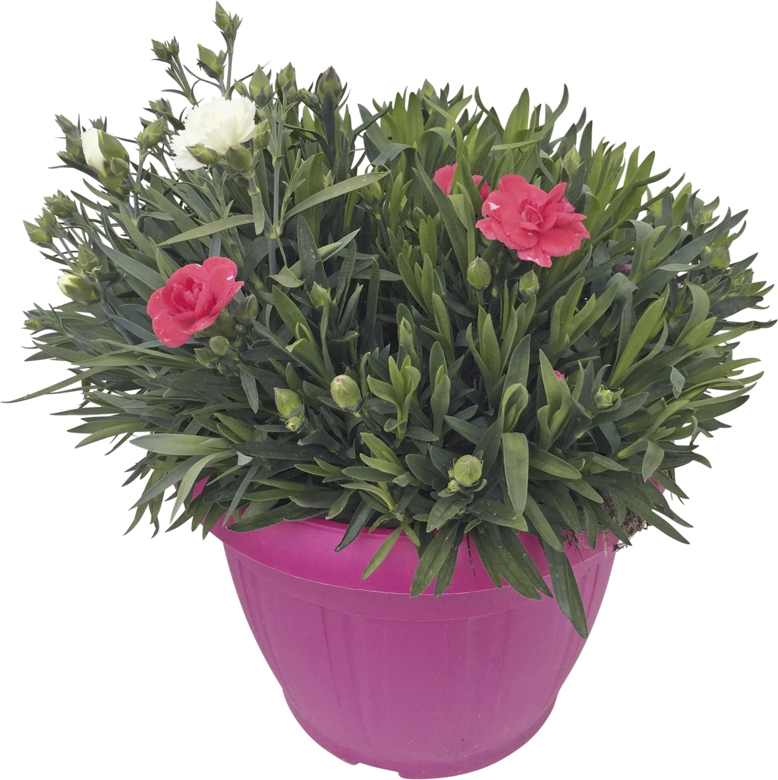 Dianthus Trixie P25 cm
