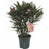 Oleander Tricoleur  P20 cm