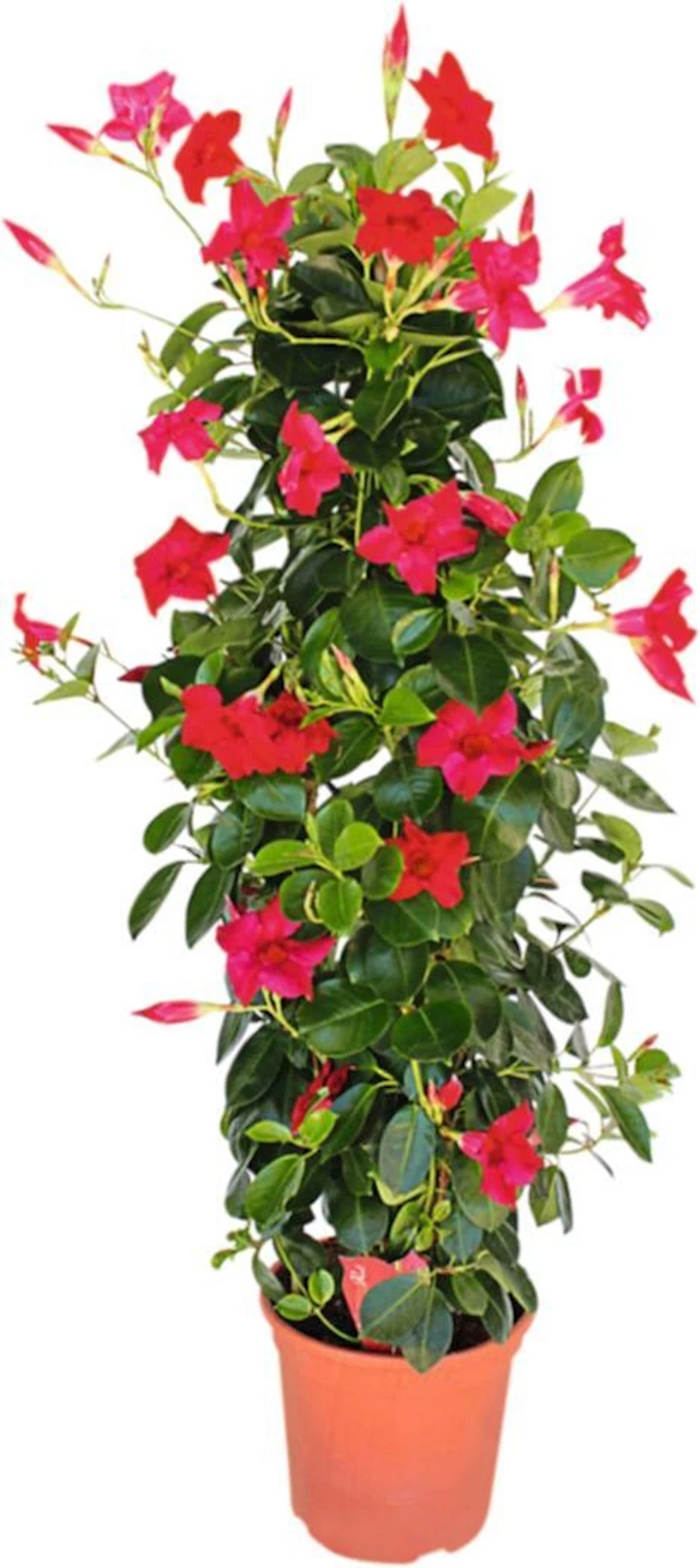 Dipladenia Pyramide P20 cm Acheter Plantes méditerranéennes LANDI