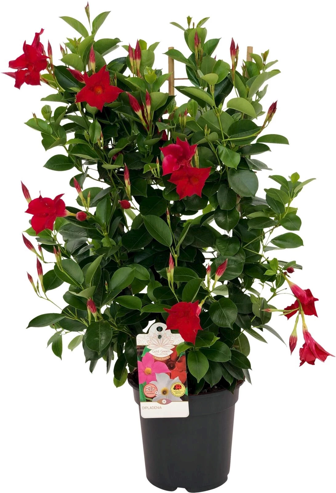 Dipladenia éspalier P20 cm