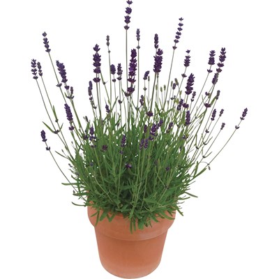 Lavendel P18 cm