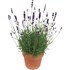 Lavendel P18 cm