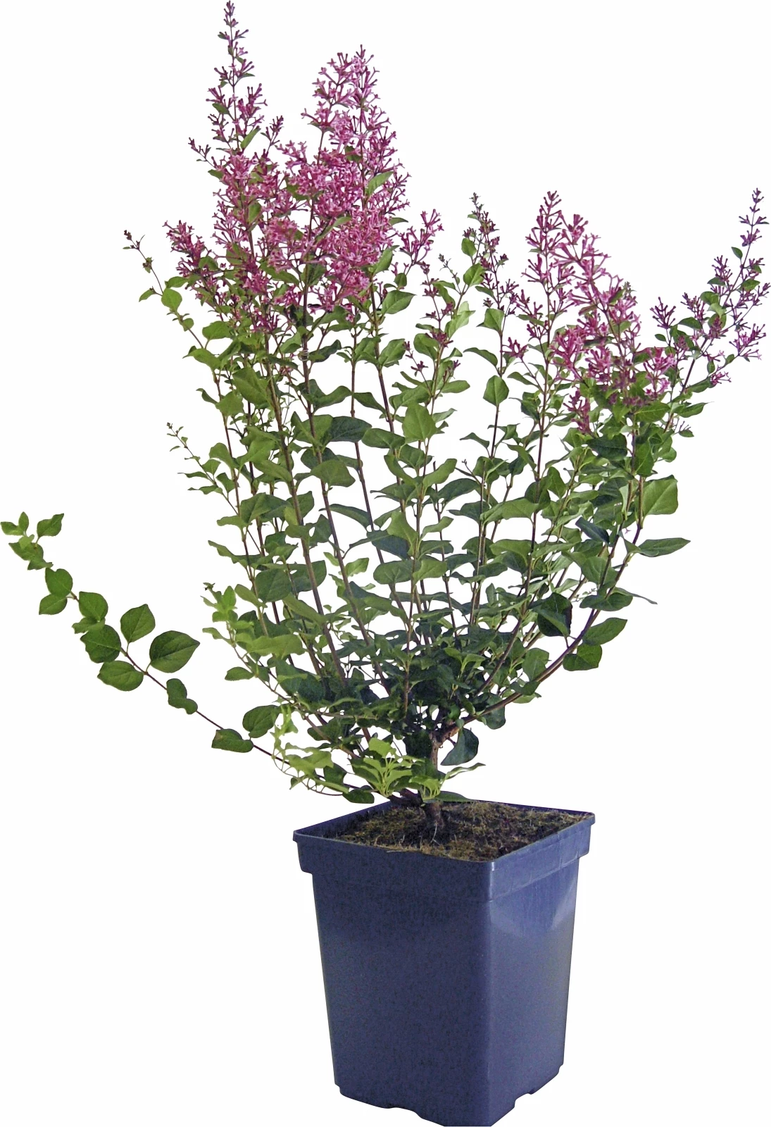 Syringa Palbin P19 cm
