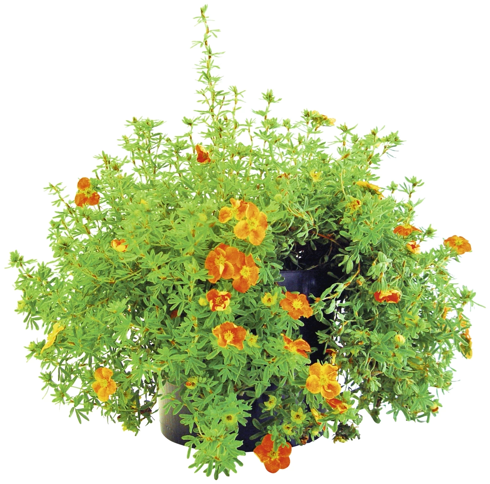 Potentilla Spiraea P19 cm