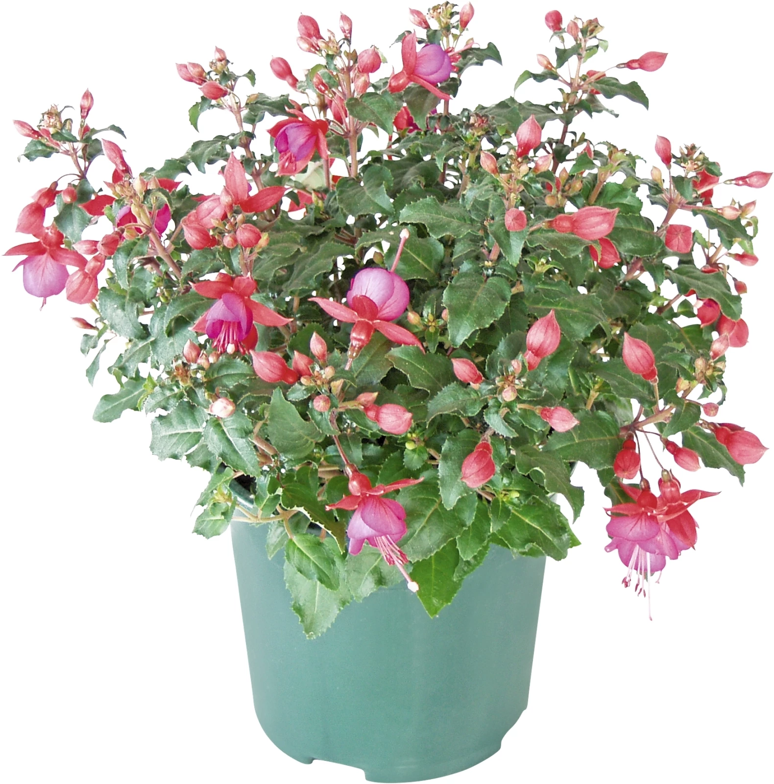 Fuchsia Busch P19 cm