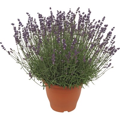 Lavendel Solitär P29 cm