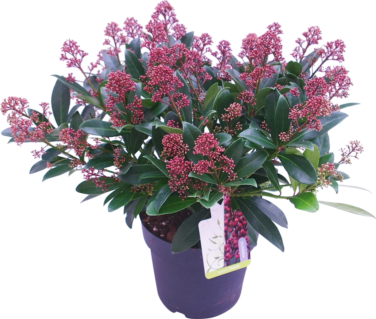 Skimmia Rubella P4,5l