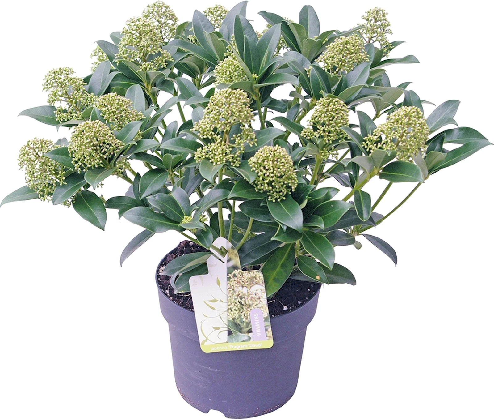 Skimmia fragrant cloud P3l