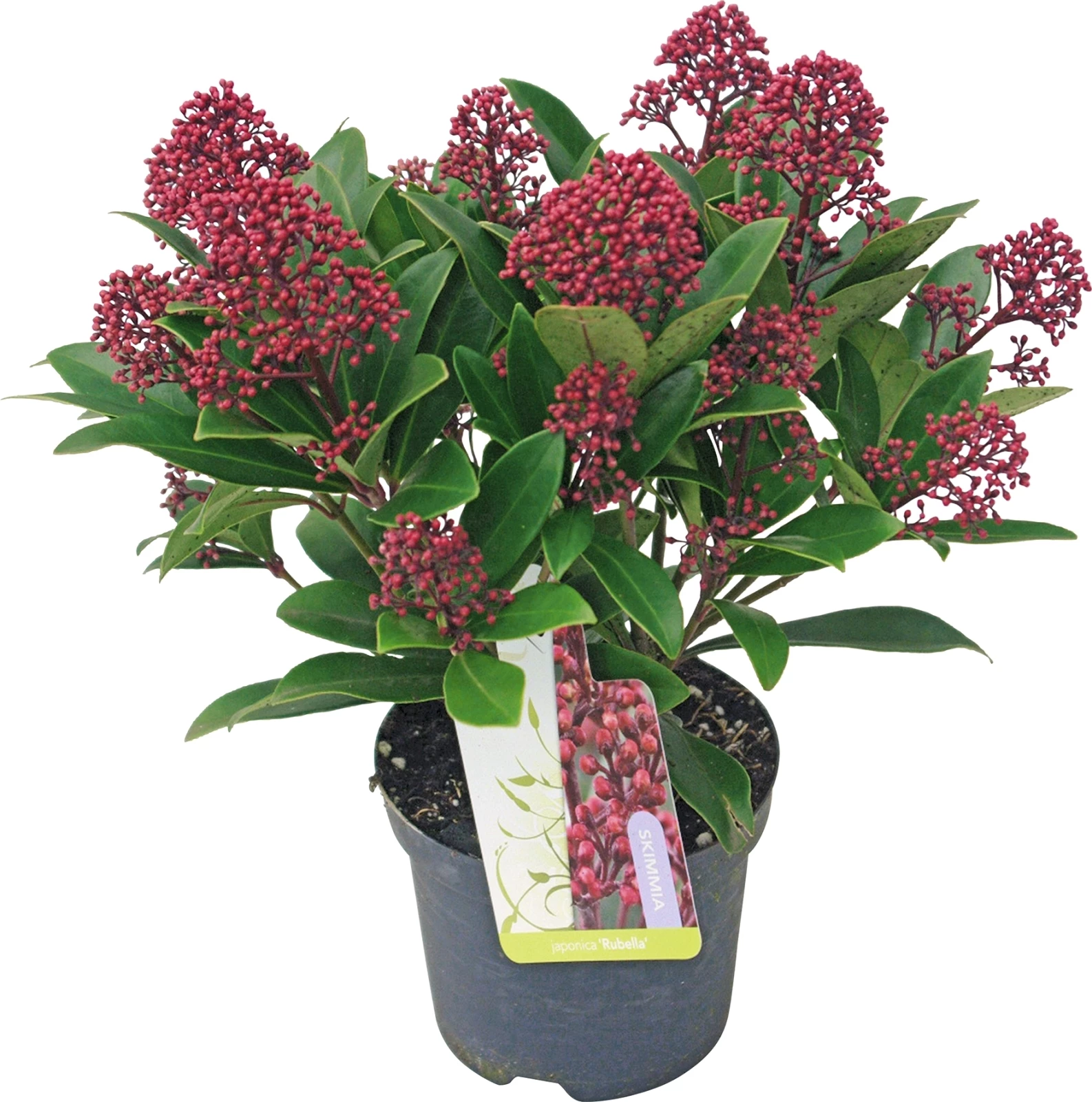 Skimmia Rubella P13 cm