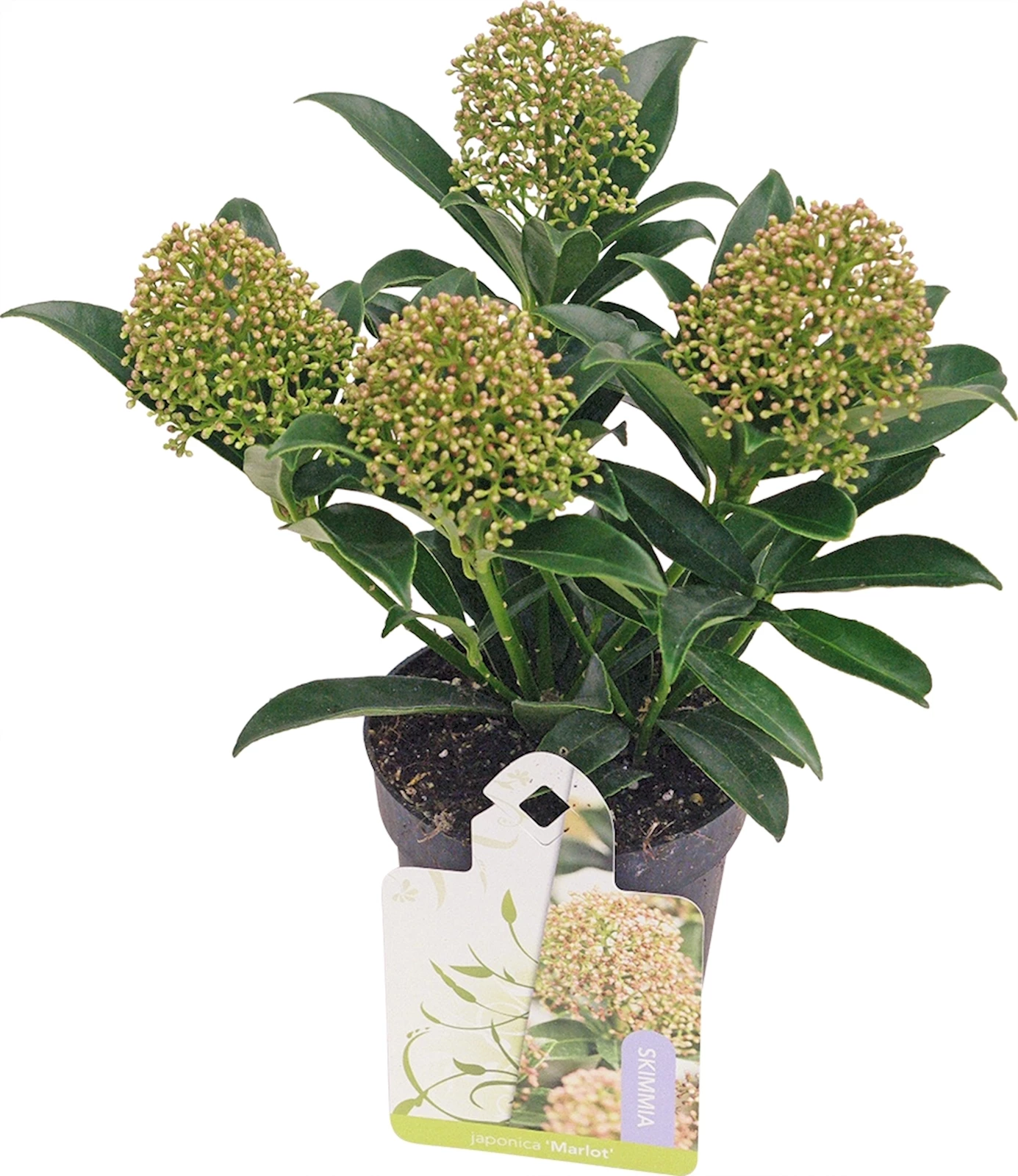 Skimmia Rubella Marlot P9,5 cm