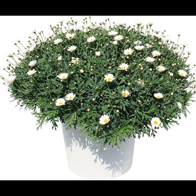 Marguerites buisson blanc P35 cm