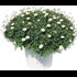 Marguerites buisson blanc P35 cm