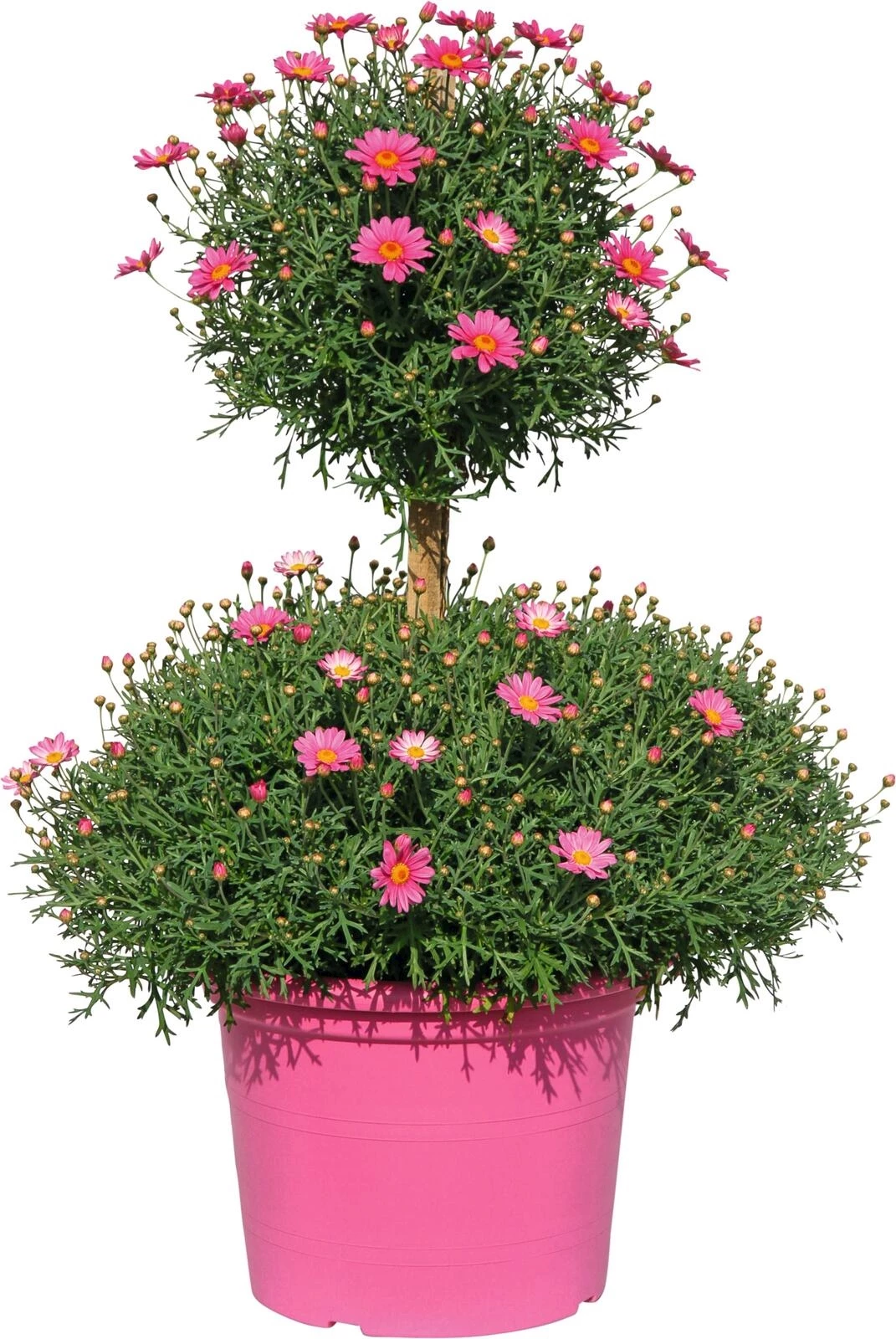 Margerithen Doppelkrone P35 cm