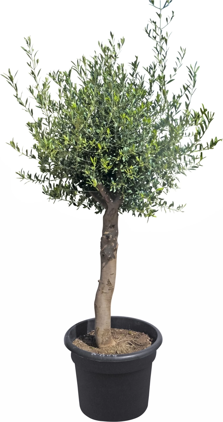 Olivier solitaire P35 l