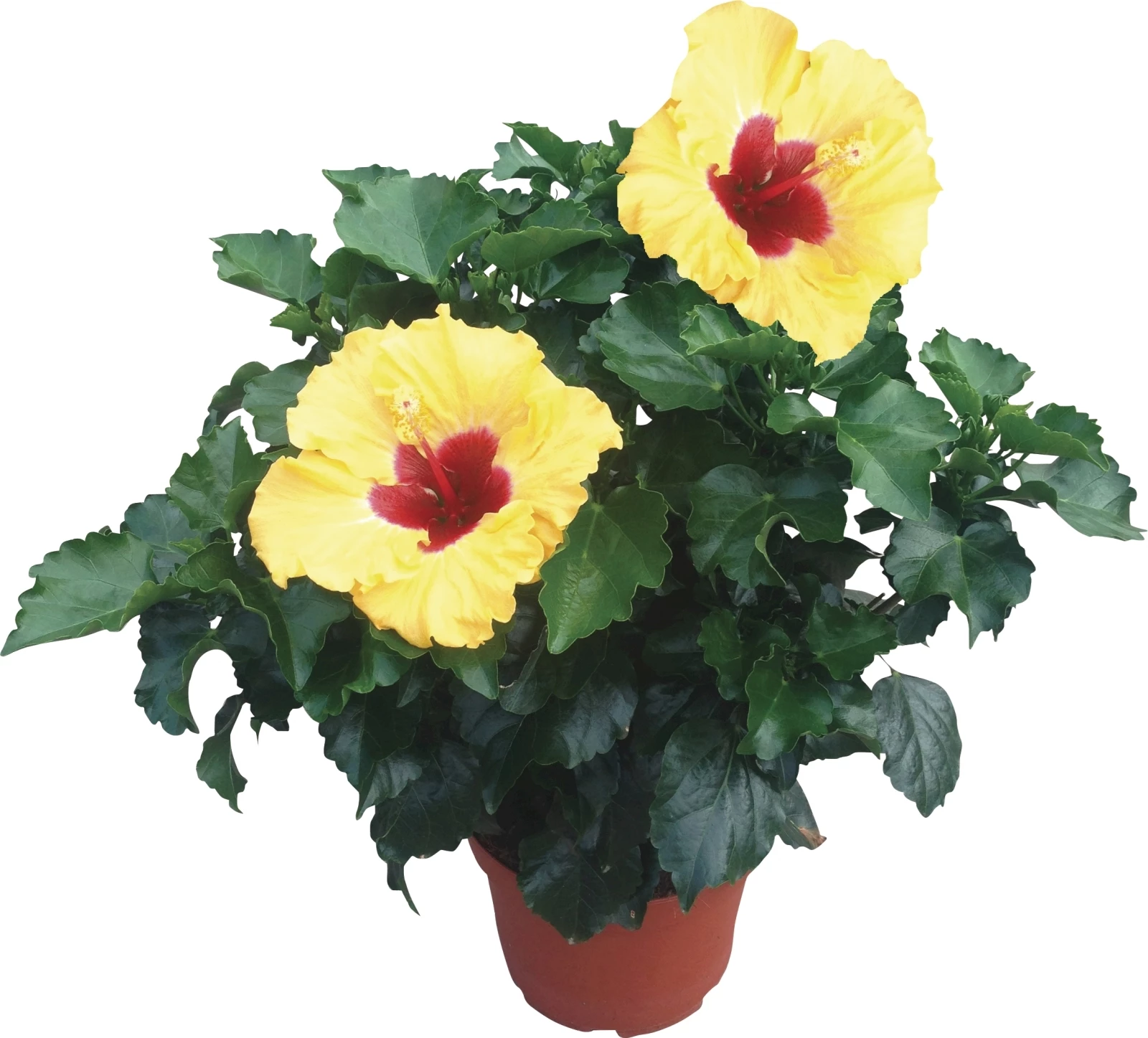 Hibiscus Grandiflora Longlife P21cm Acheter Pépinière LANDI