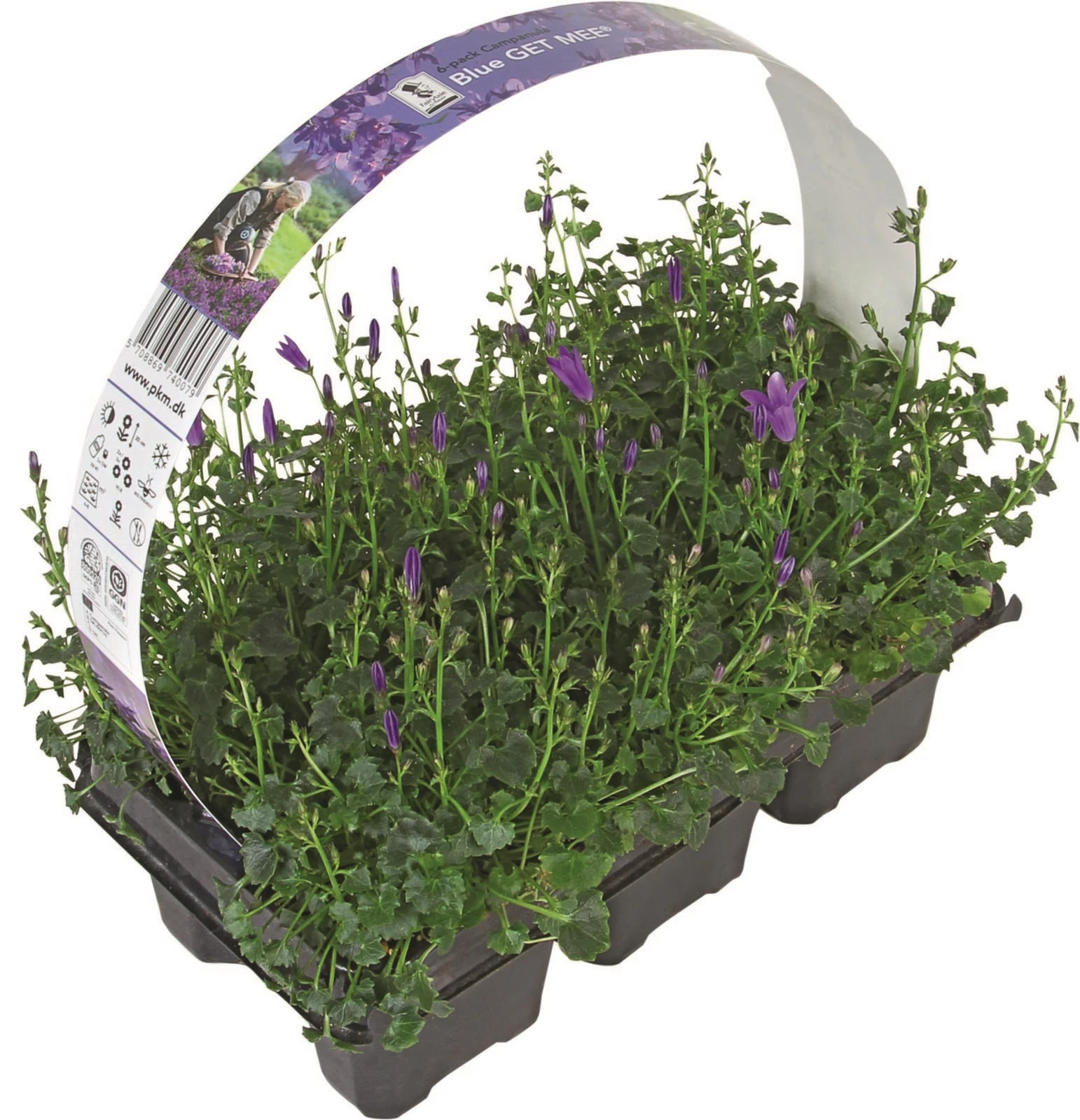 Campanula lot de 6 P9 cm