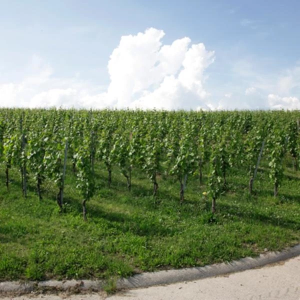 Ass. Cépages Duvallon 75cl