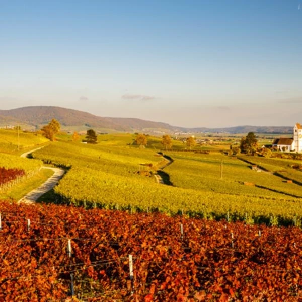 Blauburgunder SH 75cl