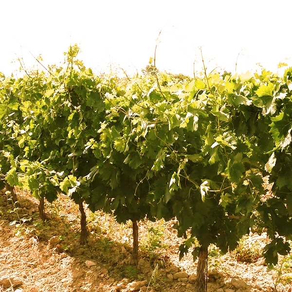 Blauburgunder SH 75cl