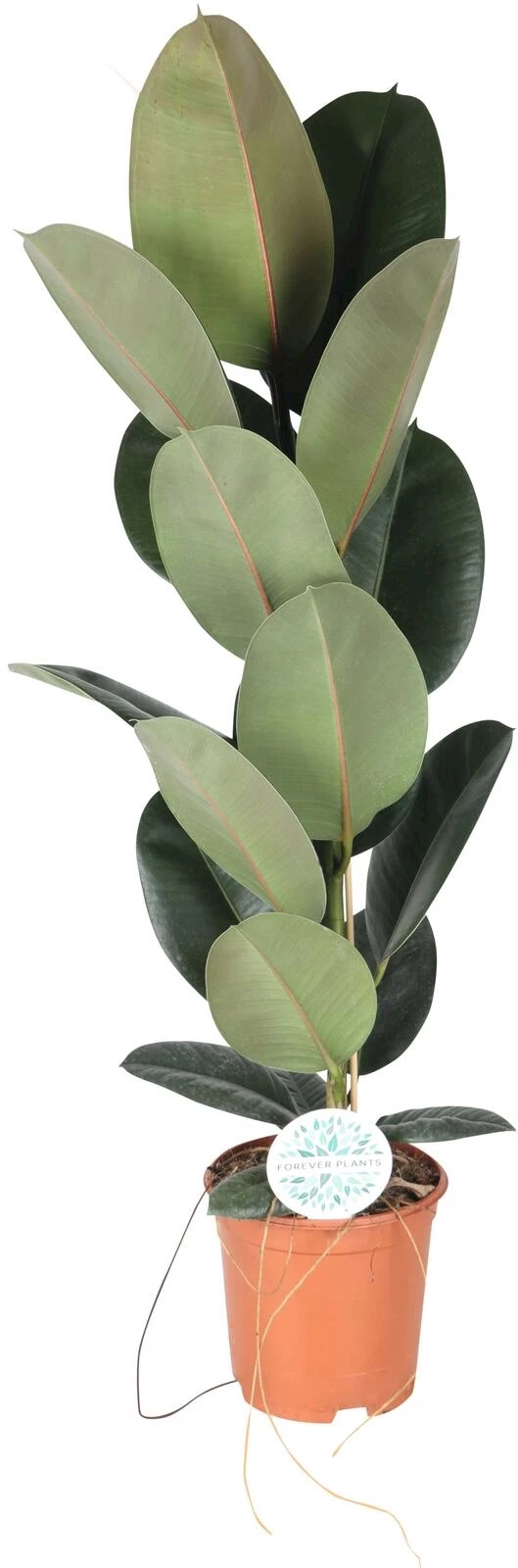 Grünpflanzen Mix P24 cm