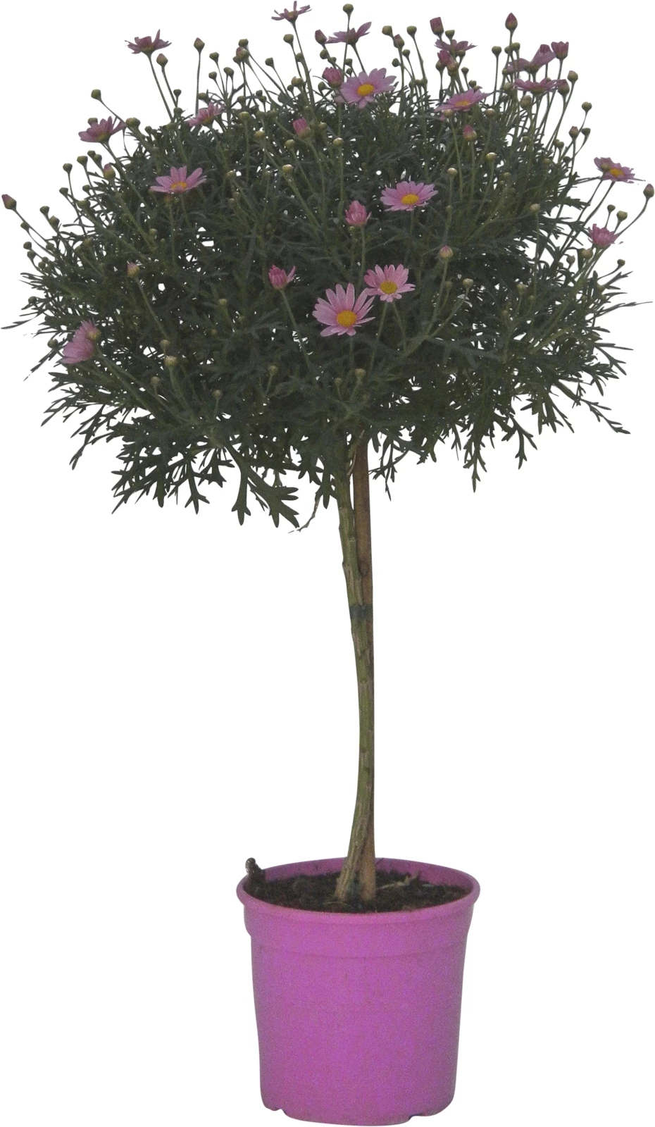 Anthemis Stamm Farb Mix P18 cm