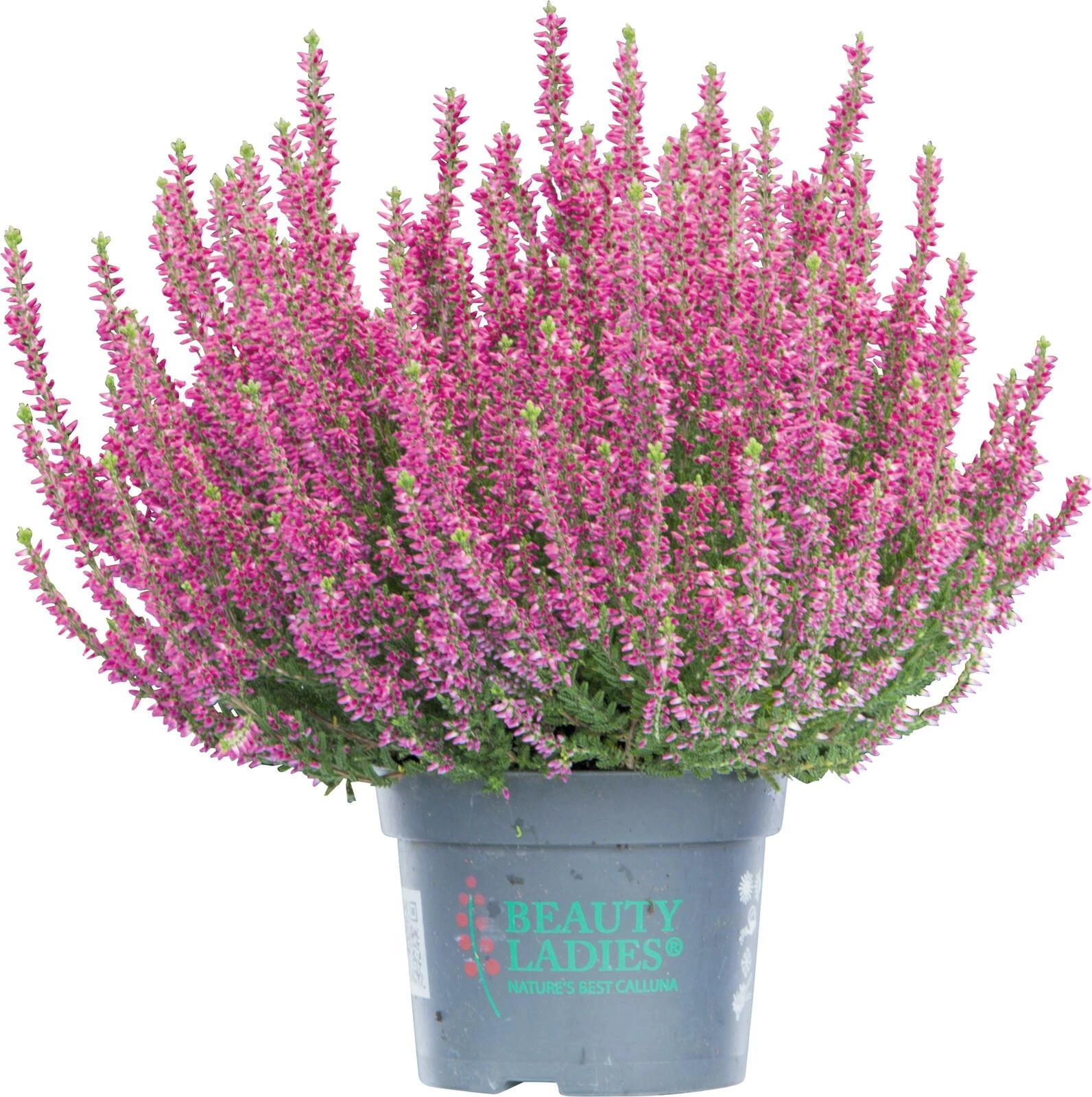 Calluna Vulg. Einfarbig P10 cm