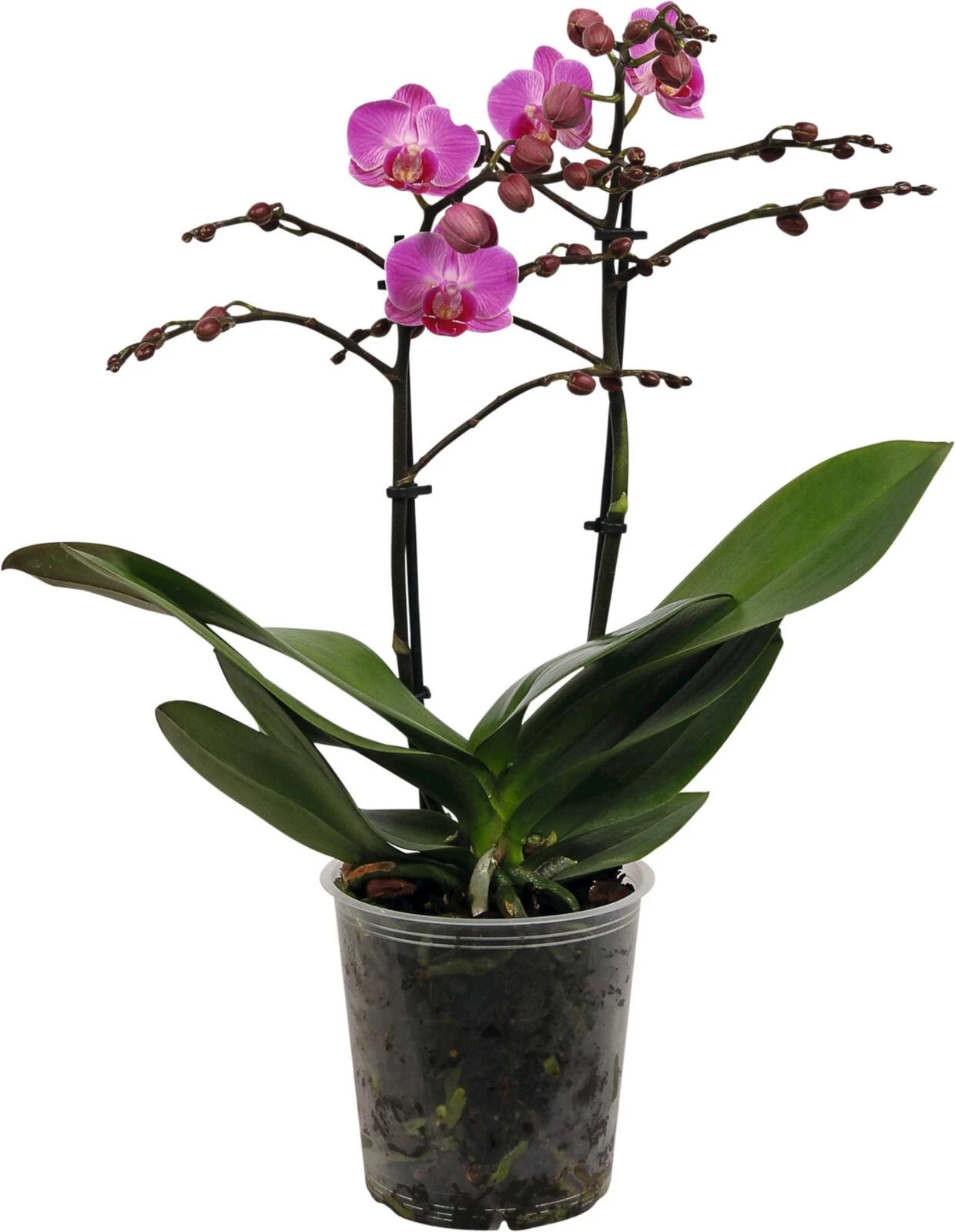 Phalaenopsis Multiflora 2Tr. 20 + P12 cm