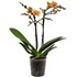 Phalaenopsis Multiflora 2 tiges 20 +  P1