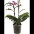 Phalaenopsis Multiflora 2Tr. 20 + P12 cm