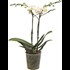 Phalaenopsis Multiflora 2Tr. 20 + P12 cm