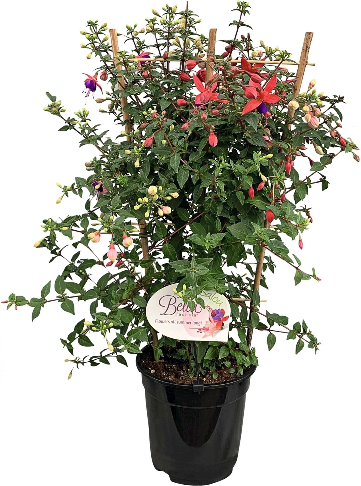 Fuchsia Spalier bicolor P19 cm