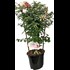 Fuchsia espalier  bicolor P19 cm