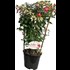 Fuchsia Spalier bicolor P19 cm