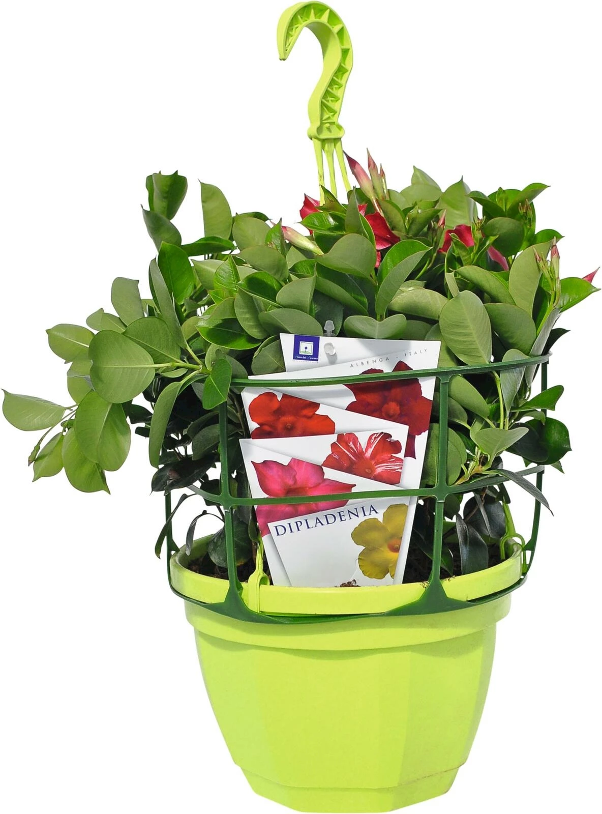 Dipladenia Ampel P23 cm