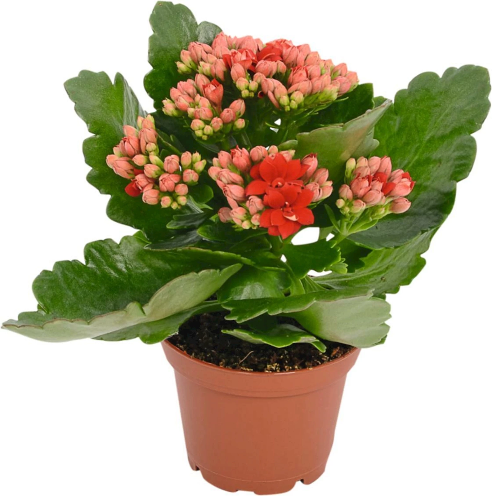 Kalanchoe P7 cm