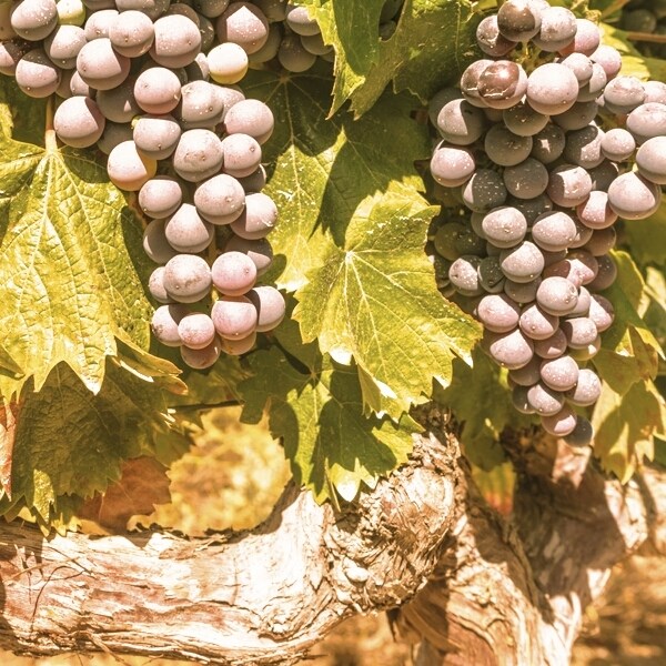 Tempranillo Bag-in-Box 3l