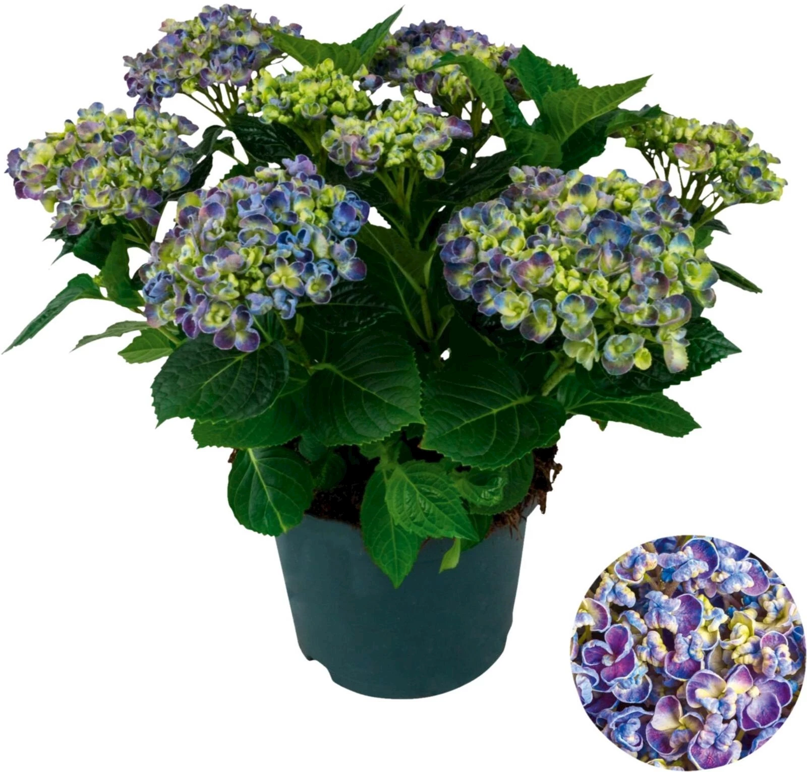 Hydrangea Curly Wurly P23 cm
