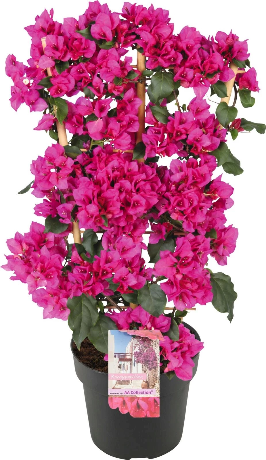 Bougainvillea Spalier P21 cm kaufen Mediterrane Pflanzen LANDI