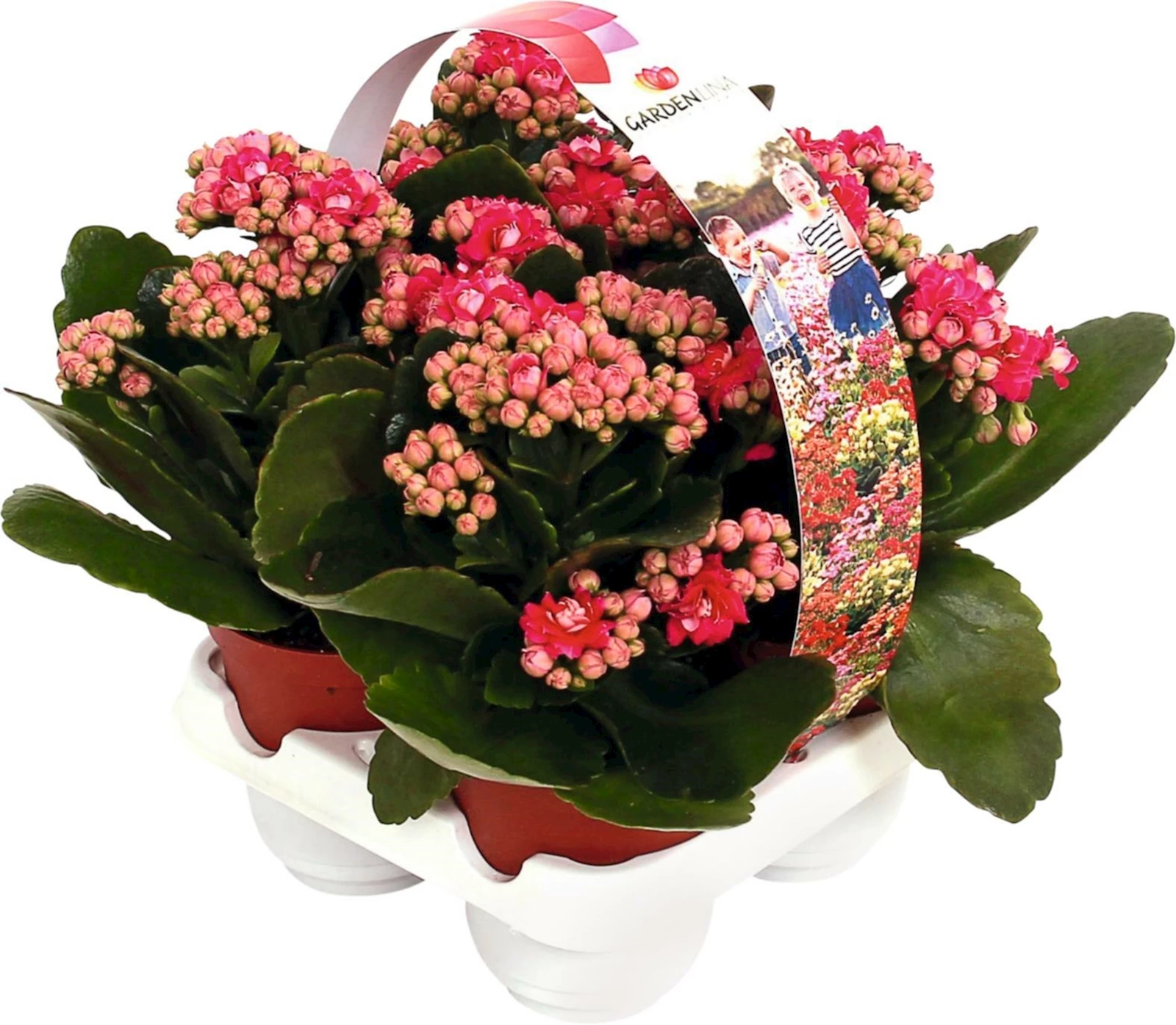 Kalanchoe im 4er Pack