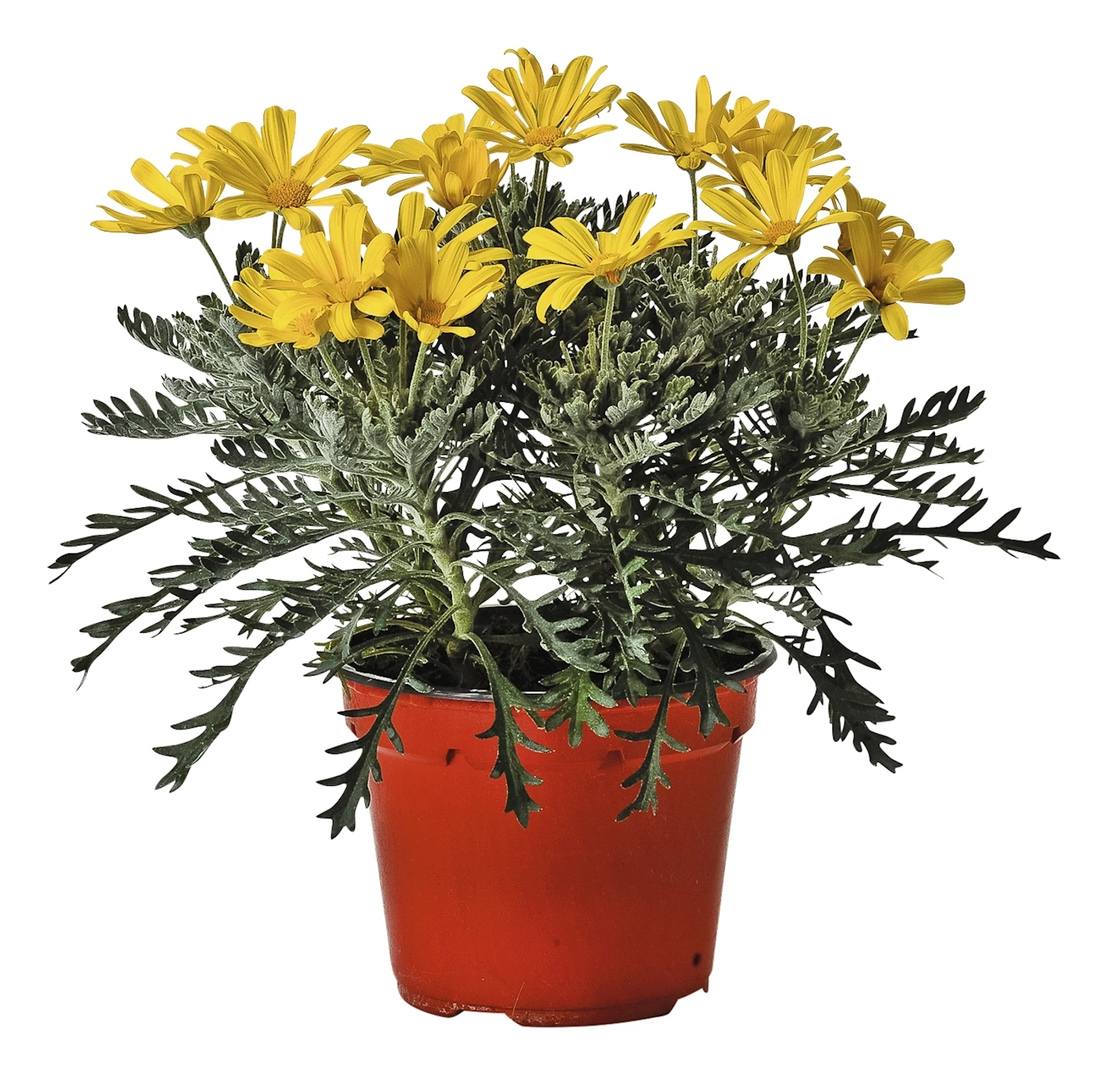 Euryops pectinatus P14 cm