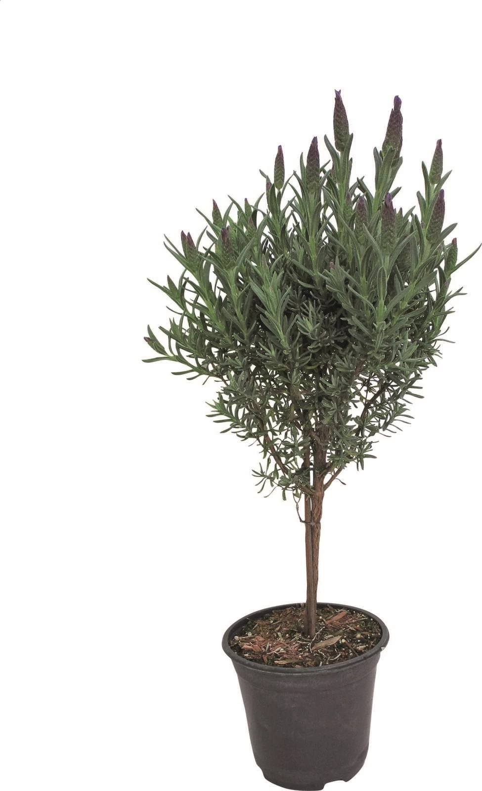 Lavendel Stoechas Stamm P14 cm