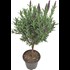 Lavendel Stoechas tige P14 cm