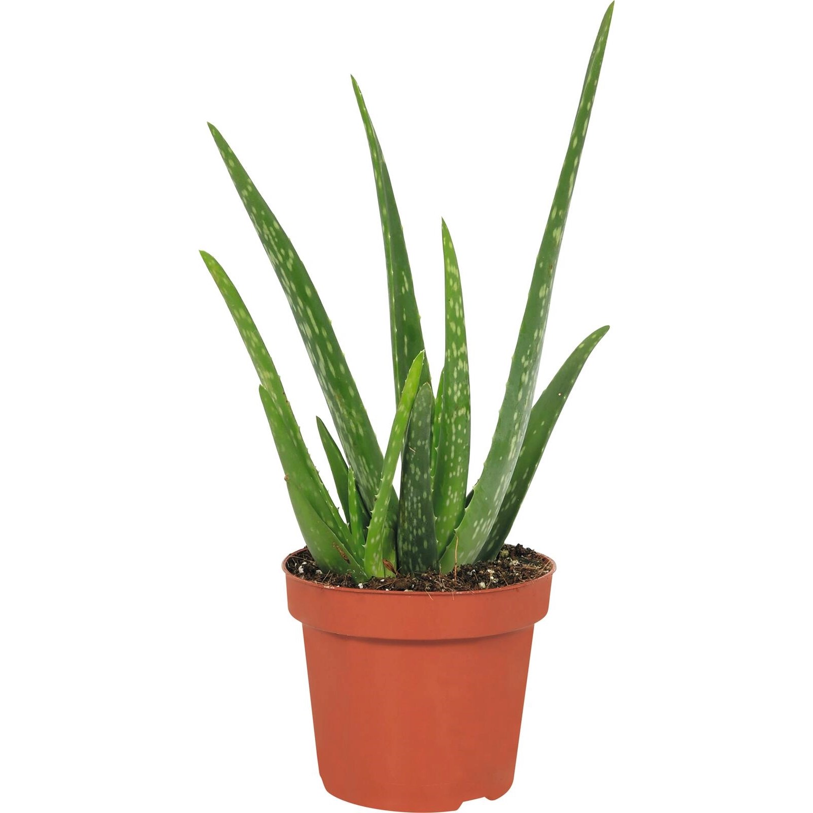 Aloe Vera P12 cm Acheter - Plantes grasses - LANDI