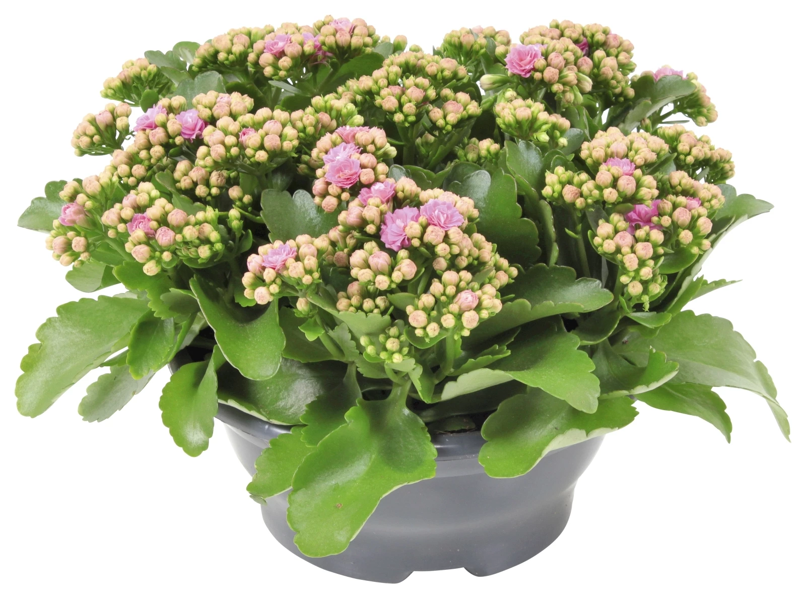 Gartenkalanchoe P23 cm
