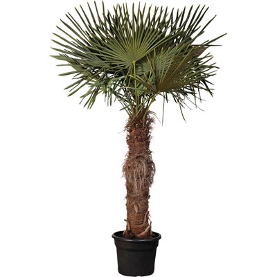 Olivenbaum landi Olivenbaum landi